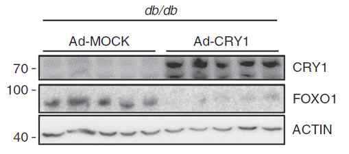 당뇨병 모델 (db/db)에서 CRY1에 의한 FOXO1 감소