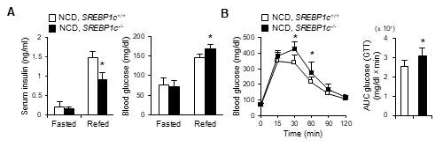 SREPBP1c 결손 생쥐의 당대사관련 지표 분석