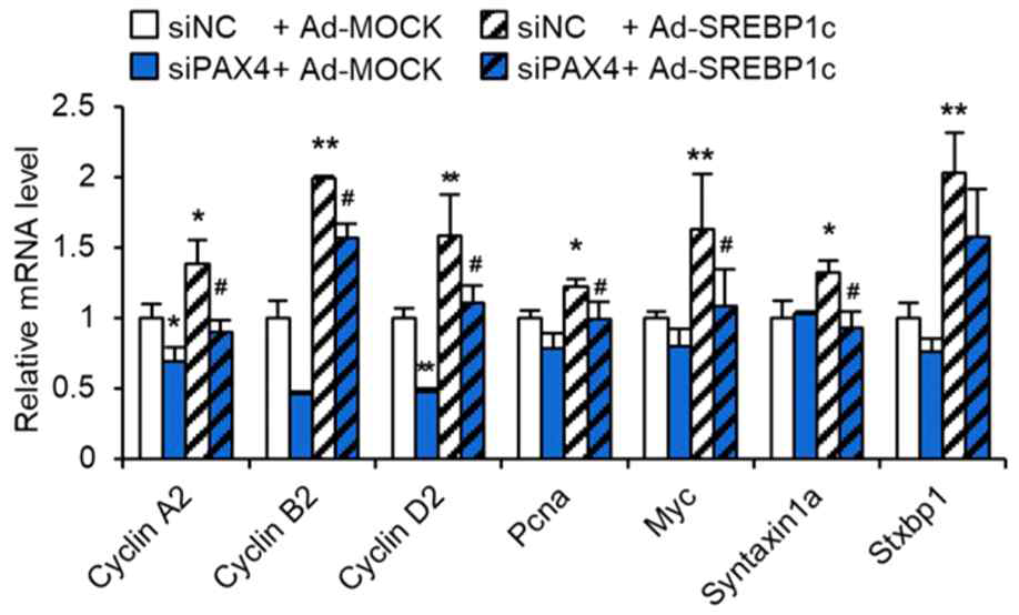 SREBP1c-PAX4 축에 의한 세포증식 유전자 발현 변화 조사