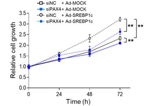 SREBP1c와 PAX4 발현량 조절을 통한 베타세포의 분열 속도 측정