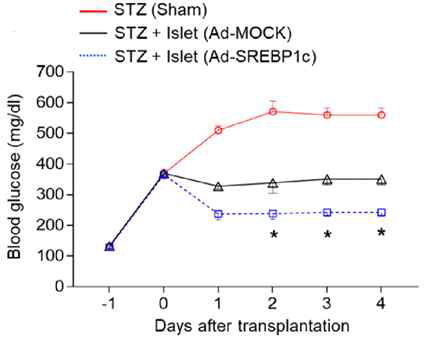 SREBP1c를 과발현시킨 췌장세포 이식 후 당대사 능력 조사