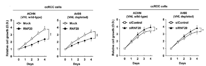 RNF20의 양적 조절에 따른 암세포 분열속도 변화