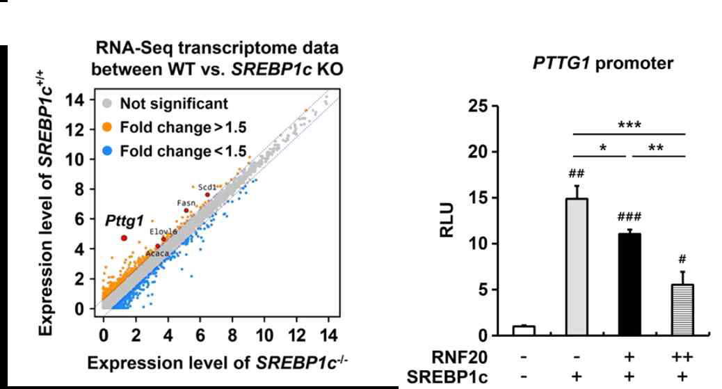 정상생쥐와 SREBP1c 결손 생쥐의 전사체 분석 및 reporter assay를 통한 신규 표적 유전자 PTTG1 동정