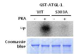 PKA에 의한 ATGL-1 단백질의 인산화