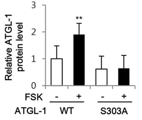 FSK에 의한 ATGL-1 단백질 발현 증가