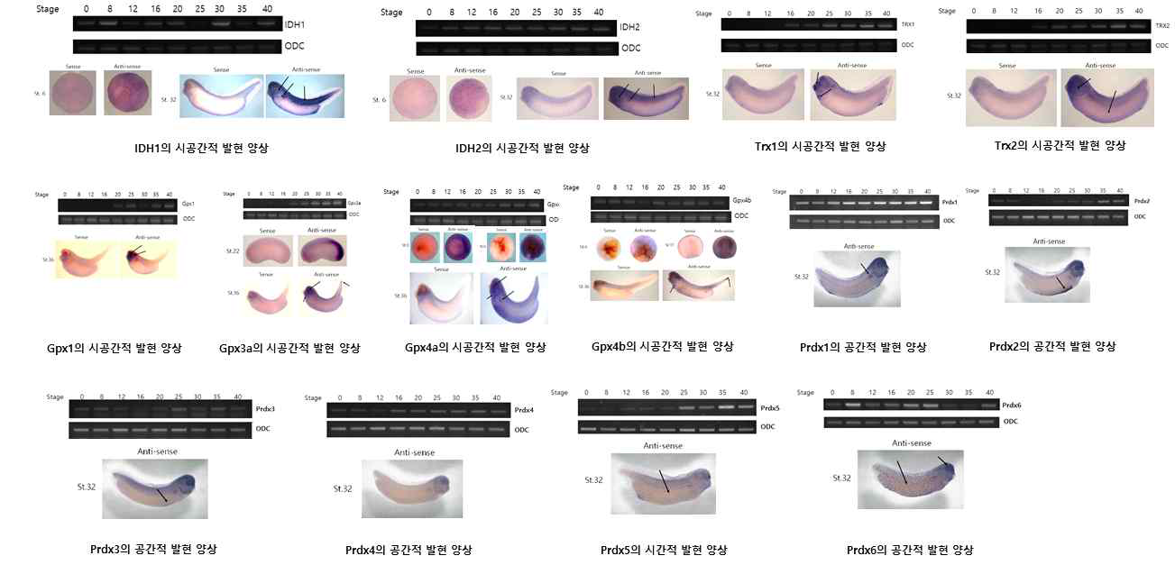 항산화효소(IDH1-2, Trx1-2, Gpx1-4, Prdx1-6)의 시공간적 발현 양상 확인