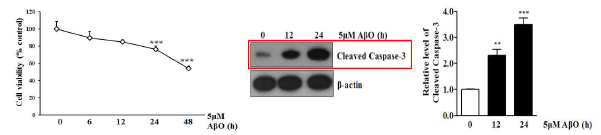 Aβ에 의한 세포사멸정도와 사멸인자 확인