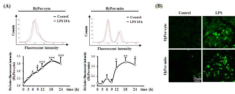 HyPer 시스템을 이용하여 뇌염증세포에서 LPS 자극에 의한 ROS 확인