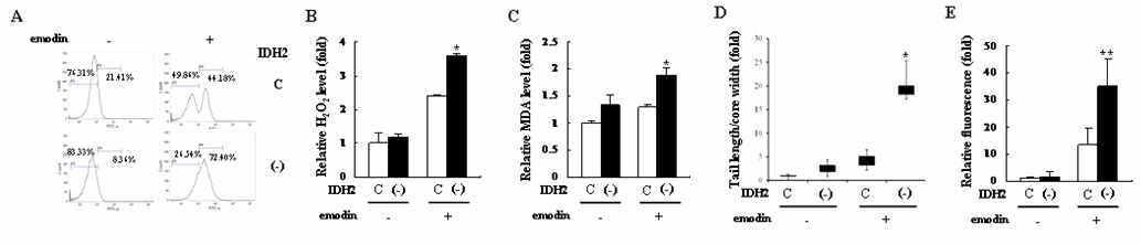 B16F10 세포에서 IDH2 발현저해에 의한 redox status와 산화적 손상 변화