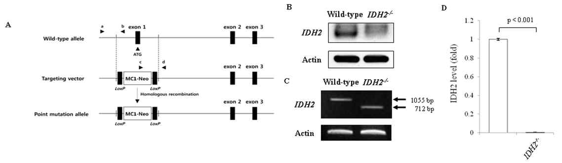 (A)IDH2 KO mouse (B)IDH2 단백질 발현 (C)IDH2 mRNA 발현 (D)IDH2 활성