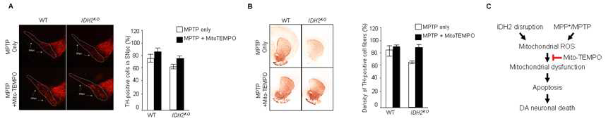 (A)MPTP에 야기된 SNpc 손상 방어 (B)Striatum 손상 방어 (C)제시된 기작