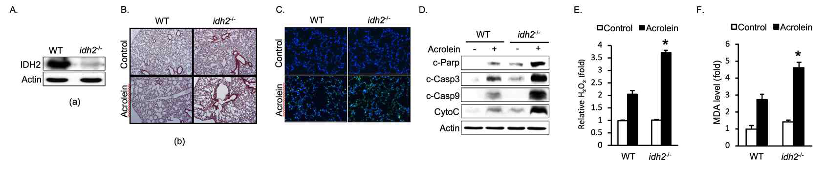 In vivo 조건에서 IDH2 발현저해와 acrolein에 의한 폐손상 모델의 연관성 검증