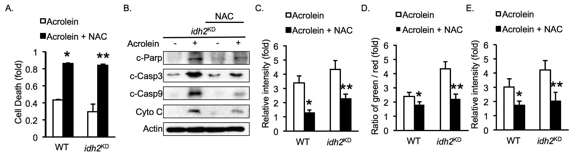 acrolein 유도 폐 손상 모델에서 NAC 전처리에 의한 보호 효과