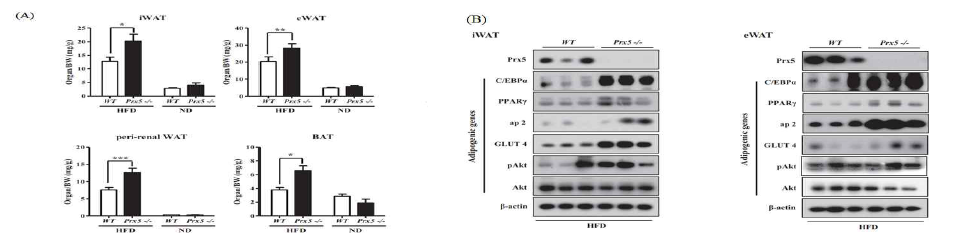 동물 단계에서의 지방세포 분화에 있어서 Prdx5가 미치는 영향 확인