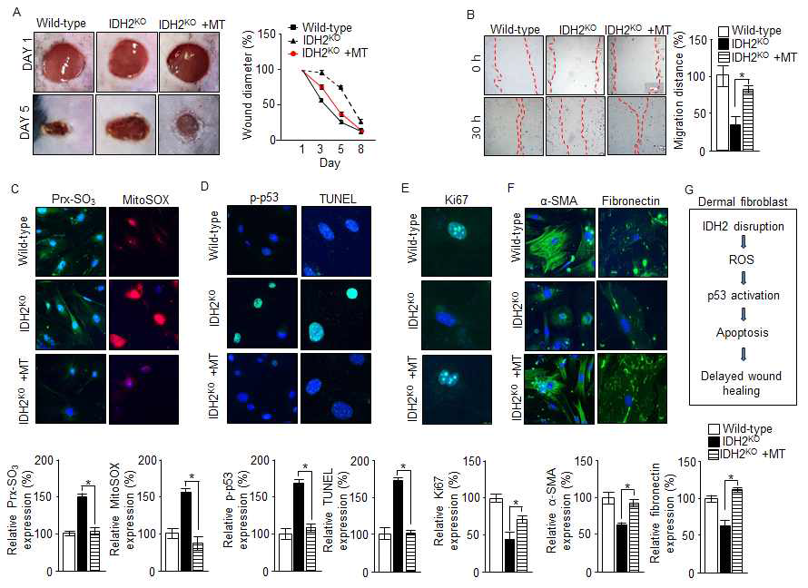 미토콘드리아 선택성 항산화제 mito-TEMPO의 IDH2 결여에 의한 wound healing 지연 방어