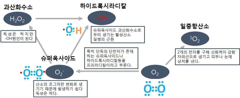 활성산소종의 종류