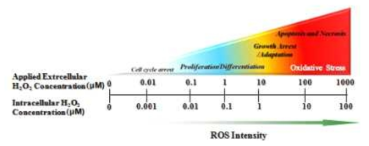 활성산소종에 대한 세포의 반응