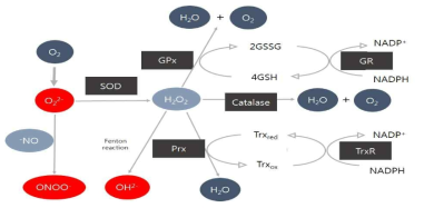 활성산소종과 항산화효소의 작용