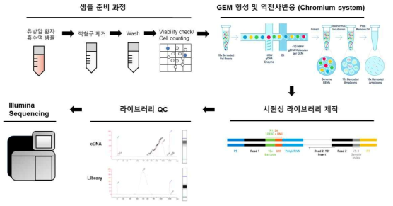 샘플 준비 및 단일세포전사체 라이브러리 제작 과정