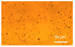 Au nanosheet 와 증착된 Au의 열처리 후 dewetting이 발생한 결과