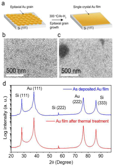 (a) 무결정립계 Au 박막 성장 절차의 개략도. Si (111) 기판 상에 열처리 전과 열처리 후 100 nm Au 막의 (b, c) FESEM 이미지. (d) GIXRD 평면 외 배향, Au의 (111) 픽만을 나타냄