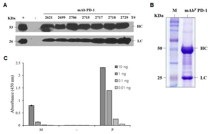 mAb PD-1 고발현 식물체 선별 및 정제된 mAb PD-1의 in vitro 활성 검증