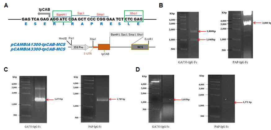 tpCAB 기반 고발현 벡터 플렛폼을 활용한 GA733-IgG Fc 및 PAP-IgG Fc 발현 벡터 구축
