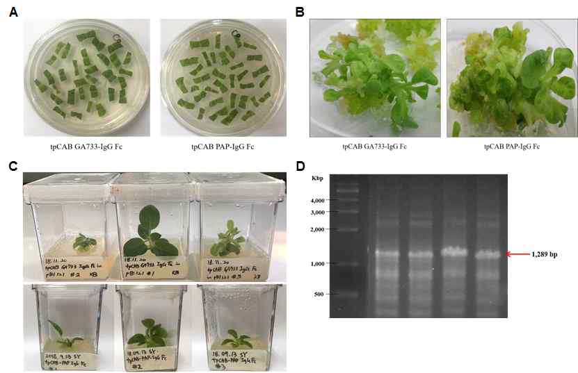 전립선암 백신 Fc 융합 단백질 tpCAB PAP-IgG Fc 형질전환 식물체 제조 및 확인