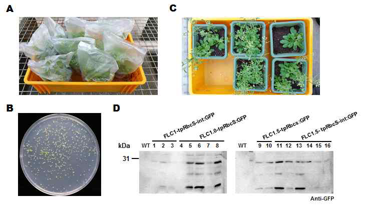 FLC 유전자의 발현 조절 시스템을 접목한 고발현 시스템 검증을 위한 형질전환 식물체 제조