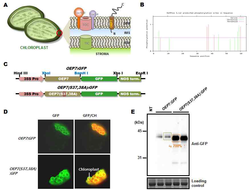 엽록체 외막 단백질의 engineering을 통한 고발현 시스템 구축 및 bioencapsulation