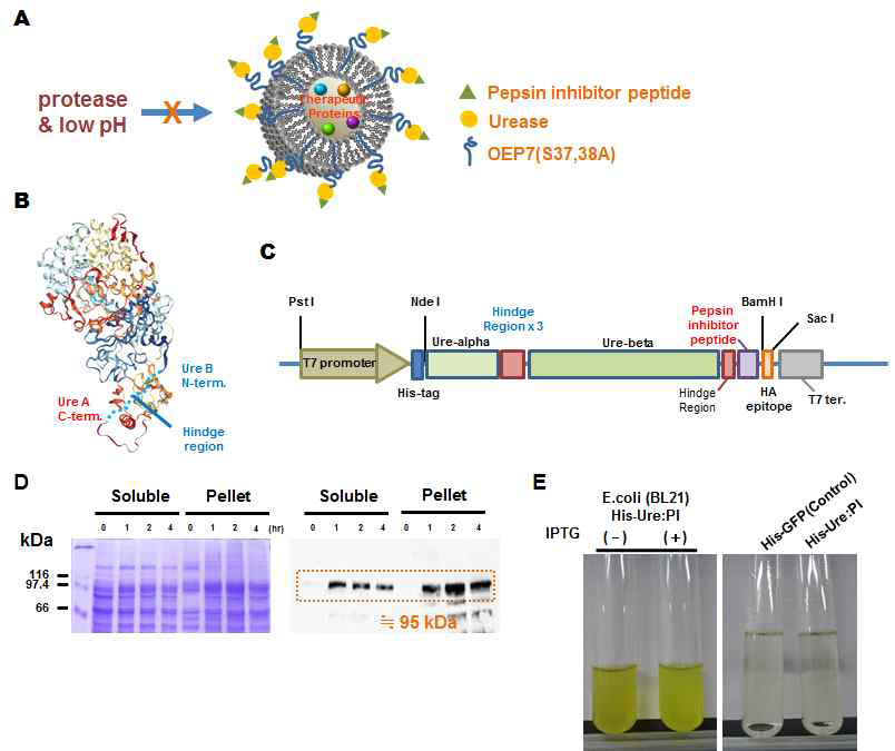 세포 소기관의 bioencapsulation을 위한 Helicobacter pylori의 urease 활성 측정