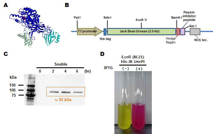 세포 소기관의 bioencapsulation을 위한 Jack bean urease의 활성