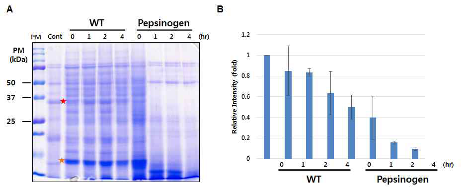 Pepsinogen 과발현 식물체 추출물의 처리 시간에 따른 사료의 소화효율 측정