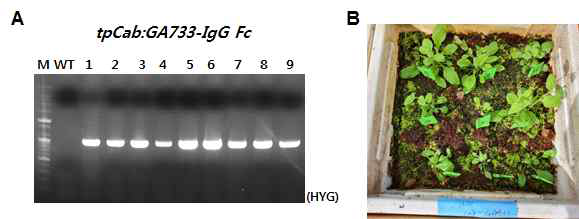 tpCAB 기반 고발현 벡터 플렛폼을 활용한 GA733-IgG Fc 고발현 애기장대 식물체 제조