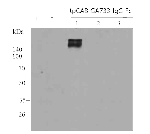 목표단백질(tpCab GA733-IgG Fc)을 정상적으로 발현하는 형질전환체 선별을 위한 western blot