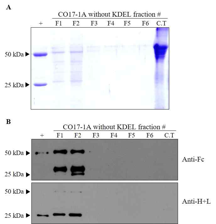 벼 형질전환 식물에서 정제된 대장암 치료용 항체 mAb CO17-1A