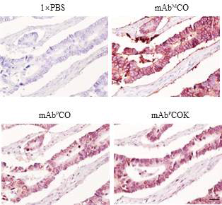 모델식물에서 정제된 대장암 치료용 항체 mAb CO17-1A와 mAb CO17-1AK의 인간 대장암 세포를 이용하여 식물유래 mAb CO17-1A와 mAb CO17-1AK binding test