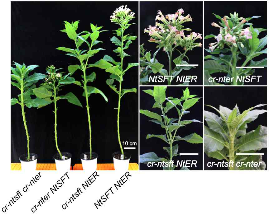 PTG 시스템을 이용하여 cr-sft cr-er 이중돌연변이 개발 및 잎 조직 생산성이 보장되는 돌연변이 개발