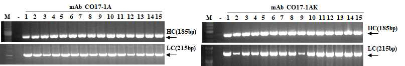 mAb CO17-1A와 mAb CO17-1AK 형질전환 벼 T0 세대 식물체에서 유전자 삽입 확인-, non-transgenic 벼; HC, heavy chain; LC, light chain