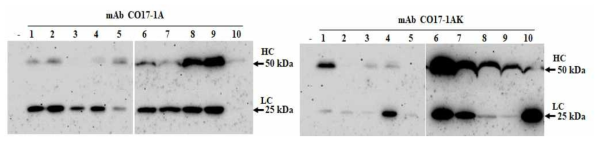 mAb CO17-1A와 mAb CO17-1AK 형질전환 벼 T0 세대 식물체에서 단백질 발현 확인 -, non-transgenic 벼; HC, heavy chain; LC, light chain