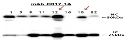 mAb CO17-1A 유전자 도입 형질전환 벼 T0 세대 식물체 잎에서 단백질 발현 분석 HC, heavy chain; LC, light chain