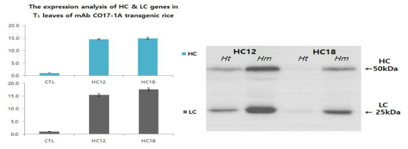 mAb CO17-1A 유전자 도입 형질전환 벼 T1 세대 식물체 잎에서 유전자 및 단백질 발현 분석 CTL, 유전자 발현이 매우 낮은 transgenic 벼; Ht, heterozygote; Hm, homozygote; HC, heavy chain; LC, light chain