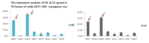 mAb CO17-1AK 유전자 도입 형질전환 벼 T0 세대 식물체 잎에서 유전자 발현 분석 HC, heavy chain; LC, light chain