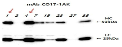 mAb CO17-1AK 유전자 도입 형질전환 벼 T0 세대 식물체 잎에서 단백질 발현 분석 HC, heavy chain; LC, light chain