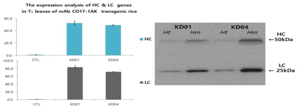 mAb CO17-1AK 유전자 도입 형질전환 벼 T1 세대 식물체 잎에서 유전자 및 단백질 발현 분석 CTL, 유전자 발현이 매우 낮은 transgenic 벼; Ht, heterozygote; Hm, homozygote; HC, heavy chain; LC, light chain