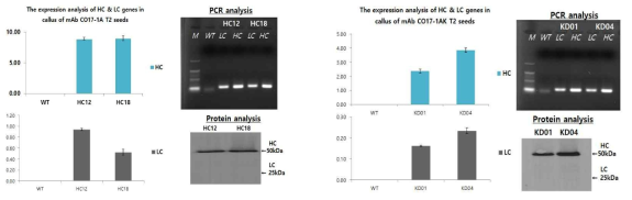 mAb CO17-1A와 mAb CO17-1AK 유전자 도입 식물 세포주의 유전자 및 단백질 발현 분석 Wt, non-transgenic 벼; HC, heavy chain; LC, light chain