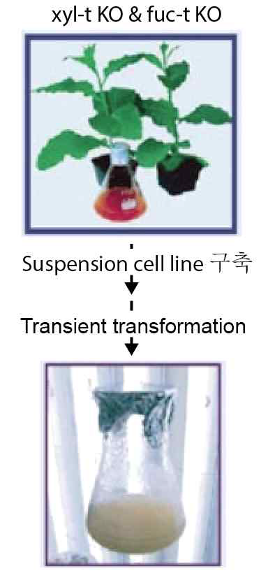 돌연변이 cell suspensions 개발