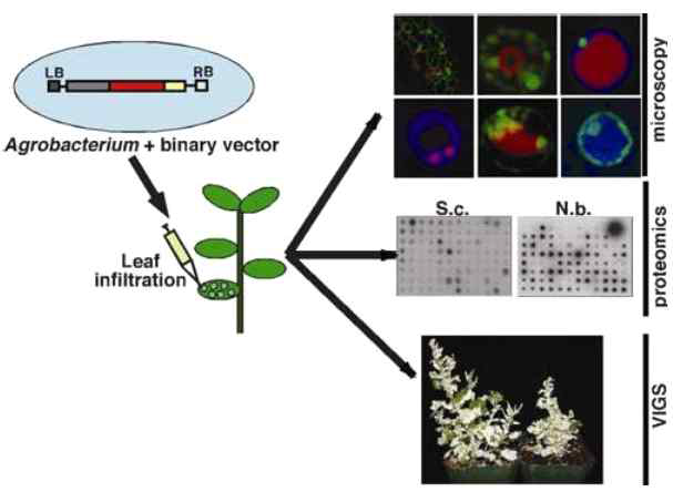 Tobacco-based agroinfiltration (Mol. Plant Microbe Interact, 2008 참조)