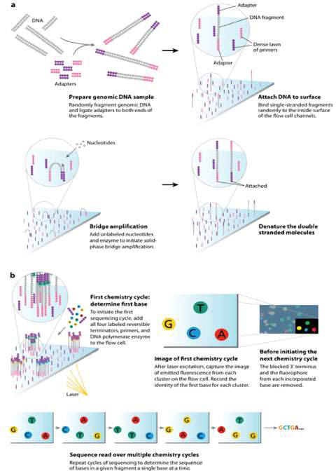 NGS 기반의 De novo sequencing 방법 모식도