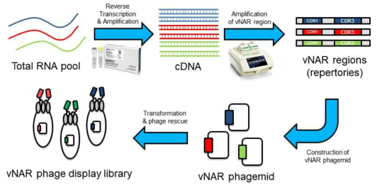vNAR phage display library 제작 모식도